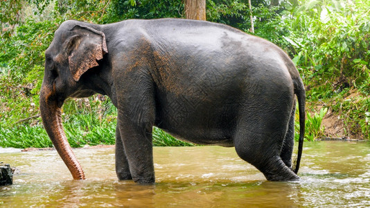 印度大象站在热带丛林森中的小河流热带丛林森中的小河流成年印度大象站在热带森林中的小河流背景图片