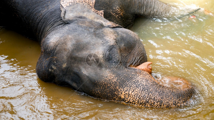 在丛林雨中大象享受洗涤和躺在小河中的大象肖像在丛林雨中成年大象享受洗涤和躺在小河中的大象肖像在丛林雨中图片