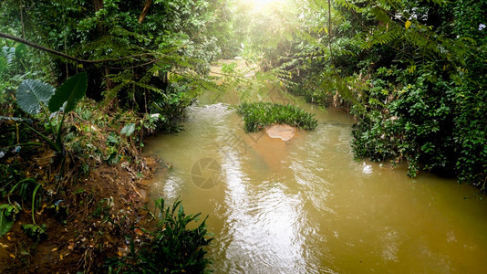 斯里兰卡热带丛林流经斯里兰卡热带丛林的河流风景斯里兰卡热带丛林流经的平静河风景图片