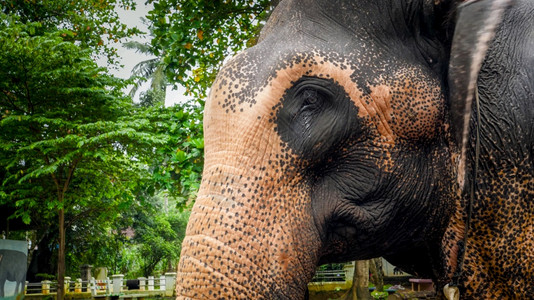 在热带雨林中成年印度大象头对热带雨林的图像图片