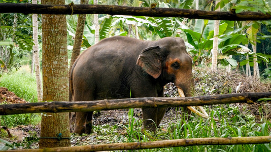 Asian村农场木栅栏后面的老印度大象可悲的印度大象Asian村农场木栅栏后面的墙老印度大象图片