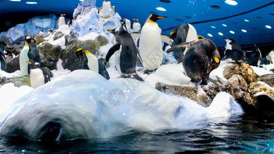 生活在动物园冰山上的美丽企鹅在西班牙特内里夫的洛罗派克在动物园的冰山上生活美丽企鹅在西班牙特内里夫的洛罗派克图片