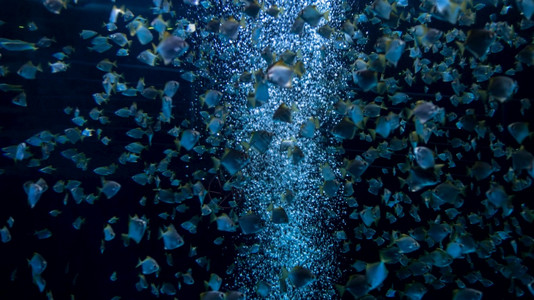 鱼气泡在动物园水族馆游泳的大型鱼类学校动物园水族馆游泳的大型鱼类学校背景