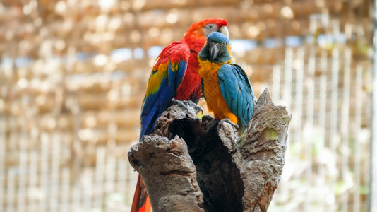 两只美丽的金刚鹦鹉坐在动物园笼的树顶上图片