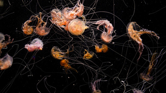 水母背景-水母摄影图片-中国海鲜水母辛辣沙拉中国松鸡菜图片-摄图网