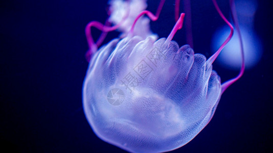 粉红色水母在族馆游泳有海水粉红色水母在族馆游泳有海水图片