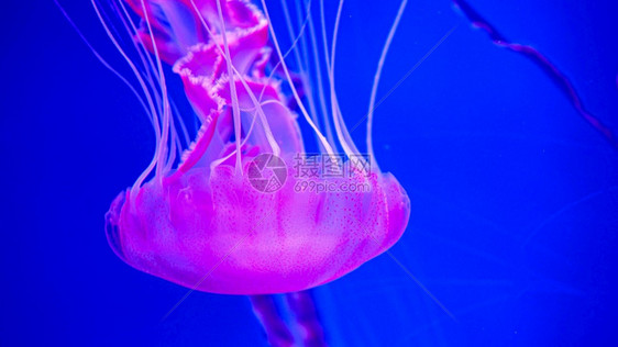 在水族馆游泳的荧光粉红水母鱼的近光下图像图片