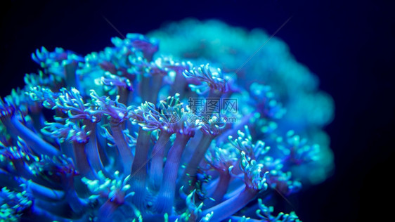 蓝阿葵种植和生活在海洋珊瑚礁上的近光图像图片