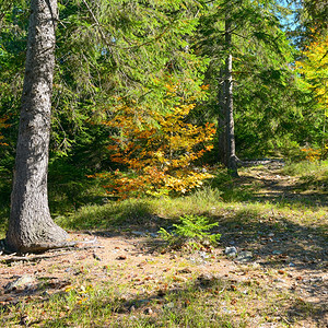 在明亮的秋天林中隐秘和衰落的树木图片