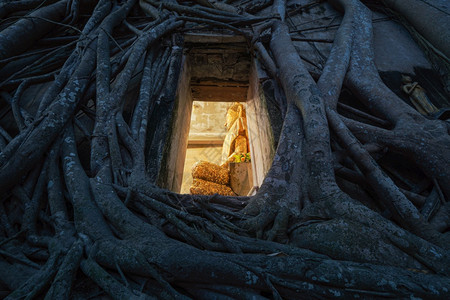 晚上在泰国SamutSongkhram区的WatBangKung装有旧砖墙和树根的金佛像图片