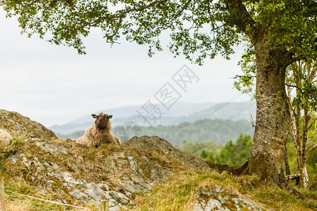 野生动物在自然环境概念中羊群在阳光明媚的天气中放牧在岩石丘陵上羊群在岩石丘上放牧图片