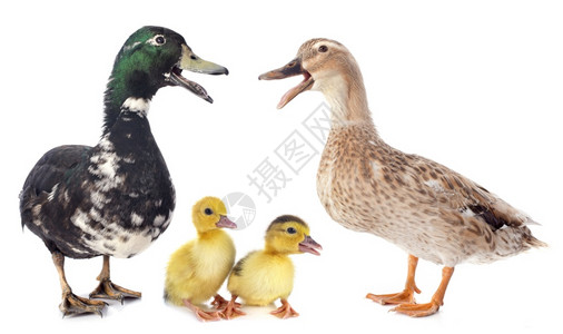白背景前的家庭鸭子图片