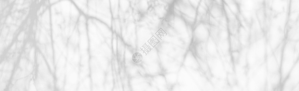 天然树叶枝在白壁纹理上倒落的白边和壁纸黑单色调和的灰自然叶树枝阴影背景摘要图片