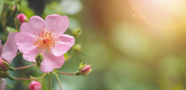 粉花瓣有水滴闭和绿底图片