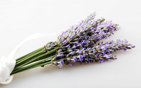 Lavandula俗称lavender是薄荷家庭Lamiaceae的47种已知开花植物图片