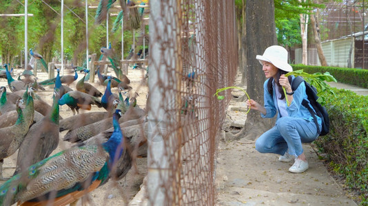 快乐的亚洲女人一个游客旅行和喂养食物给孔雀鸟在动物园公里有多彩的羽毛野兽在大自然中人们在旅行图片