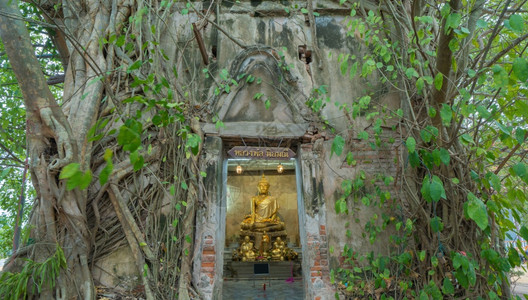 在泰国SamutSongkhram区的WatBangKung装有旧砖墙和树根的金佛像图片