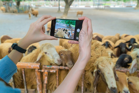 旅游者用手机拍摄农村羊羔的照片图片