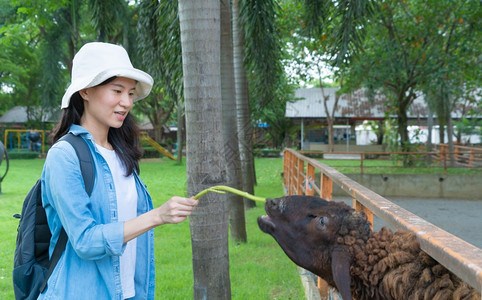 快乐的亚洲妇女一个游客旅行和喂养食物在动园公的山羊或图片