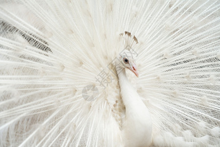 动物园公的白羽毛野生动物图片