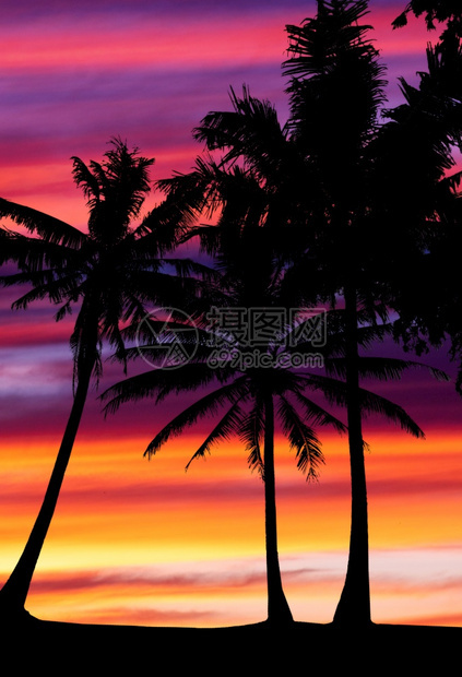 日落时棕榈树的轮廓图片