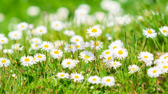 春秋黛西美丽的草地夏季背景图片