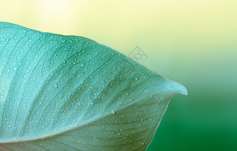 有水滴的绿叶自然背景图片