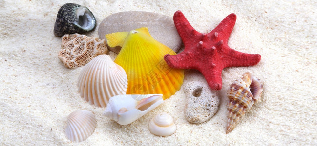 沙滩上的海壳和星自然背景横长的幅图片