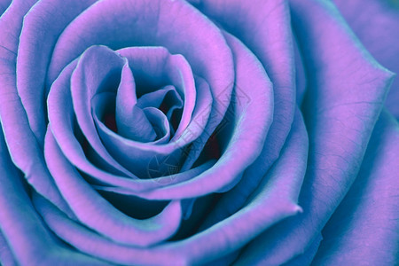 紫罗兰玫瑰特写饱和度颜色图片
