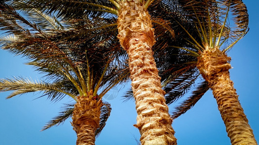 海滩上高棕榈树与蓝天和明日相对照的片图片