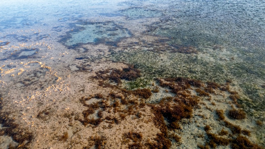 海洋岸上珊瑚和草的近照图片