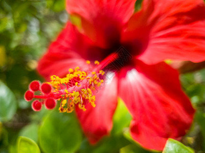 红色花的粉和瘟疫上黄花粉红的粉和瘟疫上黄色花粉宏图图片