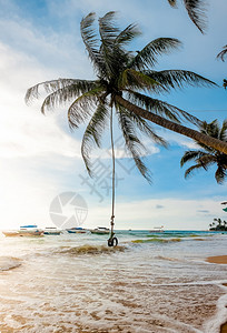 棕榈树在海滨浪上弯曲的美丽照片的棕榈树景观在海滨浪上弯曲的美丽