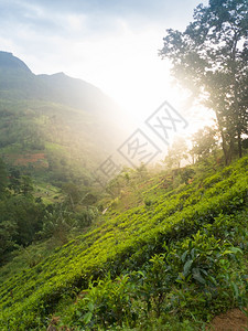 在种植园的茶叶树丛上方升起的太阳风景在种植园的茶叶树丛上方升起的美丽太阳风景图片