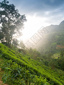 斯里兰卡山区坡上的茶叶种植园风景美丽图片