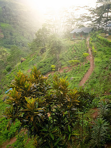 清晨茶叶种植场和山坡上房屋的景观清晨茶叶种植场和山坡上小房子的景观图片