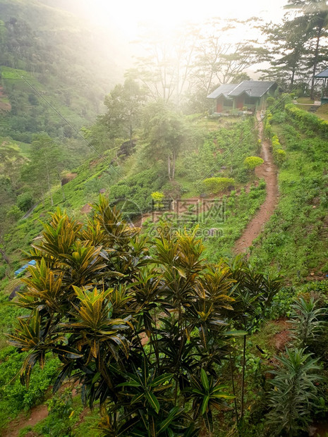 清晨茶叶种植场和山坡上房屋的景观清晨茶叶种植场和山坡上小房子的景观图片