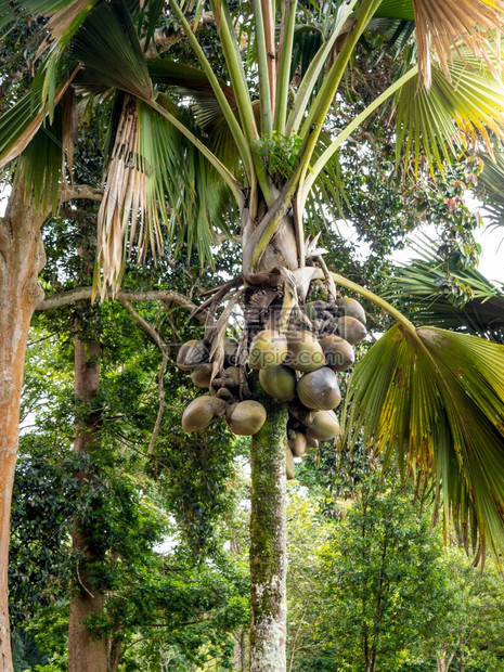 丛林热带森中高棕榈树上种植椰子的美丽照片丛林热带森中高棕榈树上种植椰子的美丽图像图片