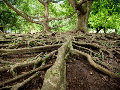 植物园Banyan树的大根结构植物园Banyan树的大根结构更近图像植物园Banyan树的大根结构更近图像图片