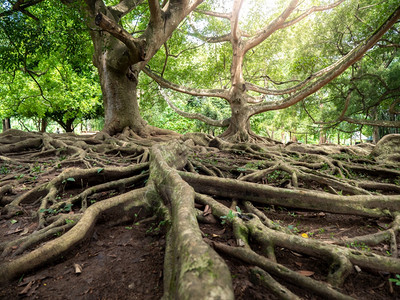 覆盖地面的根系统覆盖地面的根系统覆盖地面的根植树美丽图象覆盖地面的根系统覆盖地面的根系统老尖植树美丽图象图片