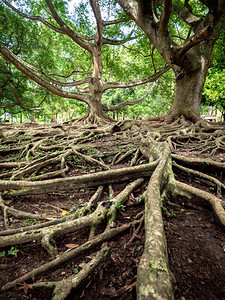 厚树根覆盖植物园的地上厚树根覆盖植物园的地上图片