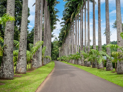 高棕榈树在公园小巷的htseides上种植的美丽照片seides上种植的美丽图像图片