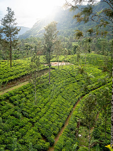 高地茶叶种植园山的太阳升起美景图片