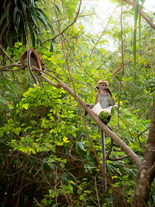猴子食用她从丛林观光客偷来的塑料袋高清图片