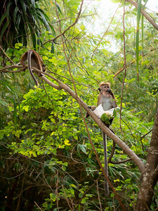 猴子食用她从丛林观光客偷来的塑料袋图片
