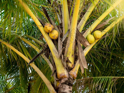 在丛林中种植棕榈树上的黄美味椰子图片