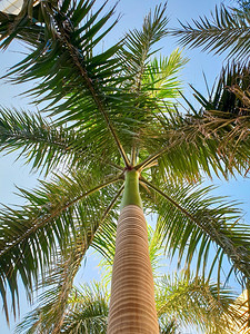 高棕榈树的美丽形象长绿色的叶子与明蓝天空相对从地面向上看高棕榈树的美丽形象长绿色的叶子与亮蓝天空相对从地面向上看图片