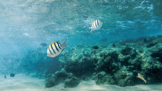 红海中大型多彩珊瑚鱼学校游泳的美景红海中大型多彩珊瑚鱼学校游泳的美景图片