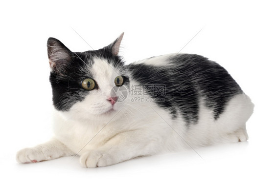 白色背景面前的流浪猫图片