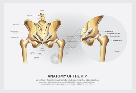 臀部人类盆骨解剖图插画